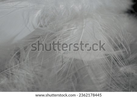 White fluffy feather. Feather background. Beautiful soft and light white fluffy feathers. Swan Feather. Softness and grace, purity and tenderness. Lightweight symbol Royalty-Free Stock Photo #2362178445