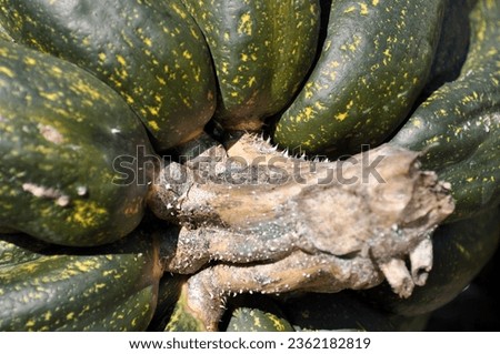 Pumpkin green color, detail, on the farm, vegetable