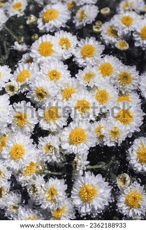 White chrysanthemum flowers behind the wet glass. Flowers in the moist window.