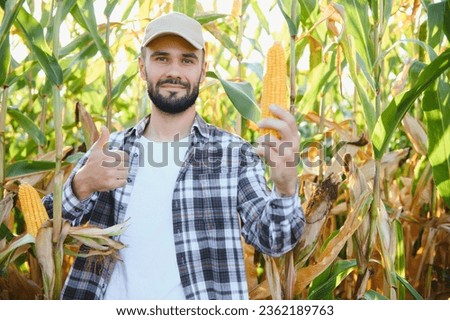 Yong handsome agronomist in the corn field and examining crops before harvesting. Agribusiness concept. agricultural engineer standing in a corn field.