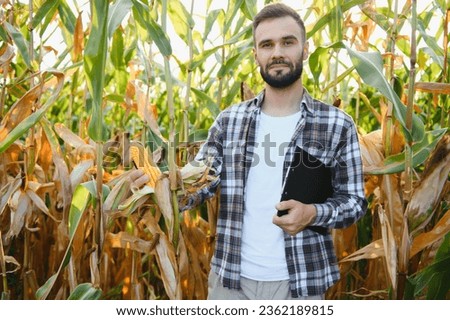 A male farmer or agronomist is working in a corn field. The concept of agriculture.