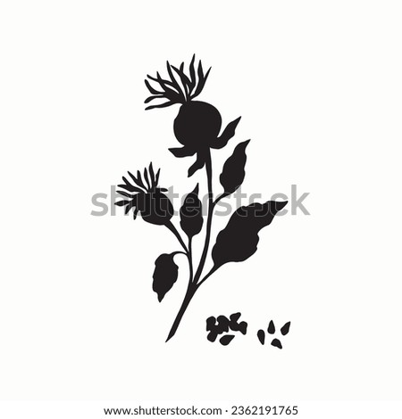 Flat vector safflower plant illustration Royalty-Free Stock Photo #2362191765