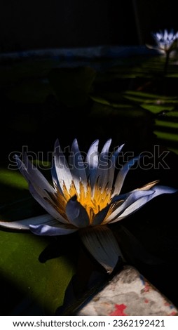 Beautiful sunkissed water lily on pond with shadow 