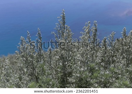 High wormwood (Artemisia absinthium) grows and blooms against the backdrop of the sea close-up on a sunny day
