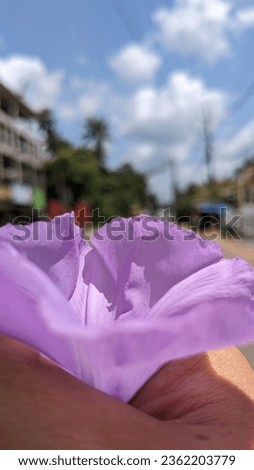Japanese morning glory - Ipomoea cairica. Beautiful lavender flower in hand in sky background. Beautiful wallpaper picture.