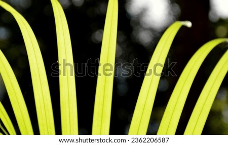 Close Up Of Variegated Leaves Photo - Vetiver Grass Pictures