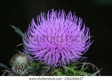 Thistle flower in close-up, meadow flower