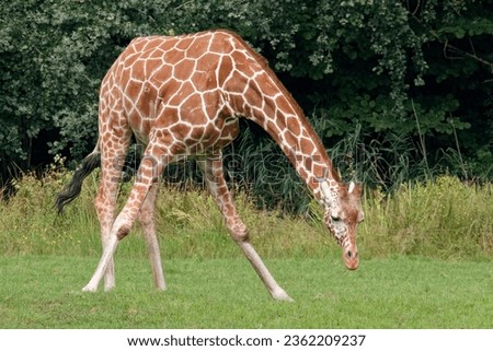 African giraffe bends down to eat green grass.