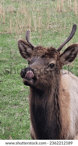 Cute picture caught at the right time. Young bull elk. 