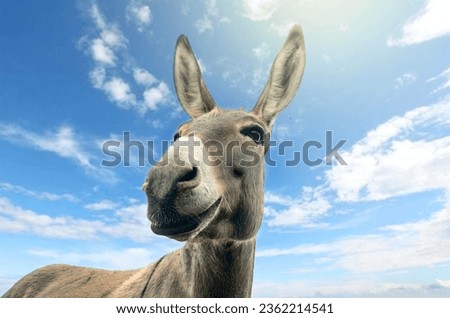 portrait,a cheerful gray donkey with long ears and a smile looks at the camera, close up. Against the background of the blue sky. Notebook cover.Diary cover.Funny animals idea.