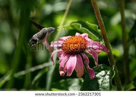 Elegant Hummingbird Hawk Moth gracefully hovers on a vibrant Echinacea flower, a mesmerizing display of nature's beauty.