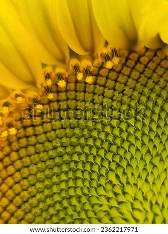 Sunflower seeds wallpaper. Mobile photography. Sunflower seeds. Photography  Royalty-Free Stock Photo #2362217971