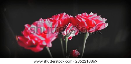 A beautiful Damask Rose close-up picture
