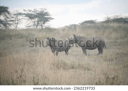 Rare Black Rhinoceros in Lake Nakuru Kenya Africa