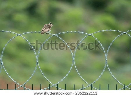A crested bird perched on the wire railings. Close-up brown bird. Wallpaper, close up, selective focus.