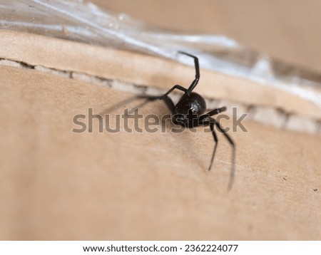 Latrodectus hesperus, the western black widow spider or western widow, is a venomous spider species found in western regions of North America. Royalty-Free Stock Photo #2362224077