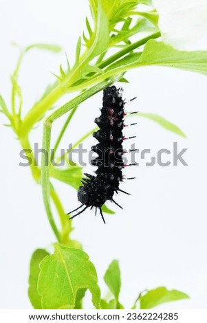 Black Indian Fritillary larva in prepupal form hanging with its tail on a viola leaf against a white background