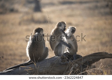 baboon and Vervet monkeys in Lake Nakuru Kenya Africa
