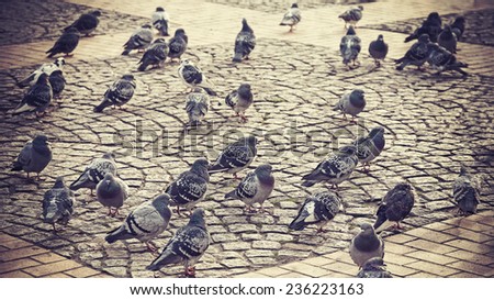 Retro vintage filtered picture of walking pigeons silhouettes.