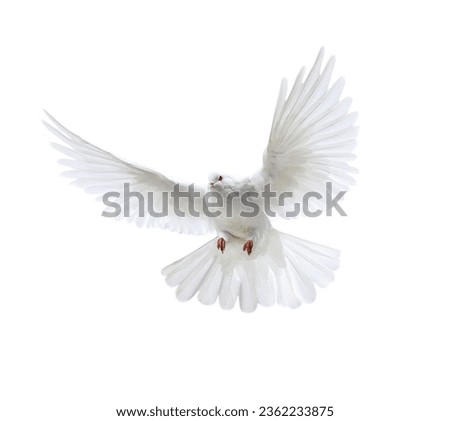 white peace pigeon flying picture