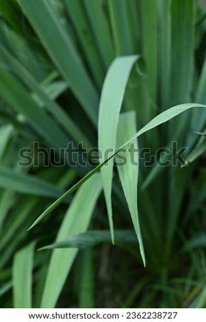 Yucca filamentosa green leaves blue yucca filamentous diagonally close-up, yucca filamentous, leaves of yucca filamentous, green background from leaves, gradient perennial evergreen plant