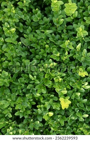 Close-up of green persimmon leaves, natural background, sustainable development concept, Mature boxwood branches, green boxwood leaves close-up,