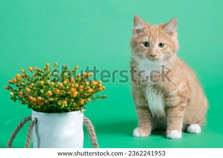 red Kuril bobtail kitten close up photo on green background. High quality photo