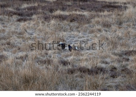 Lekking Black Grouse on the Scottish Moorlands, a rarely spotted game bird in the UK, Scotland, 2023