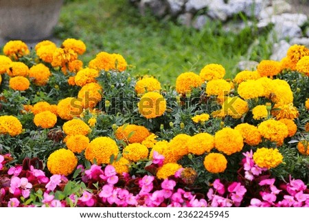 Orange and pink garden flowers, morning, floral decorations in the yard, center, Brasov
