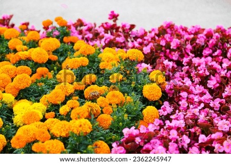 Orange and pink garden flowers, morning, floral decorations in the yard, center, Brasov