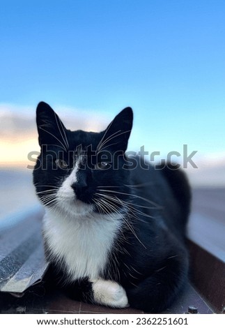 The photo closely captures a black and white cat sitting on a rooftop, gazing directly into the frame. Behind the cat, a clear blue sky stretches out.