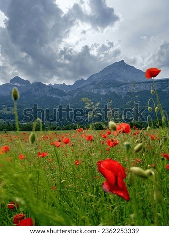 Poppy field with the blue mountains on the background, summer