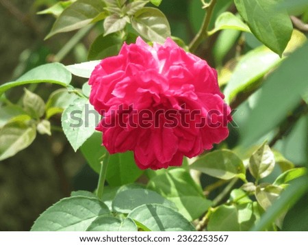 A beautiful red rose picture