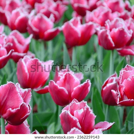 Picture of beautiful tulips on shallow deep of field. Purple field of blooming spring tulips