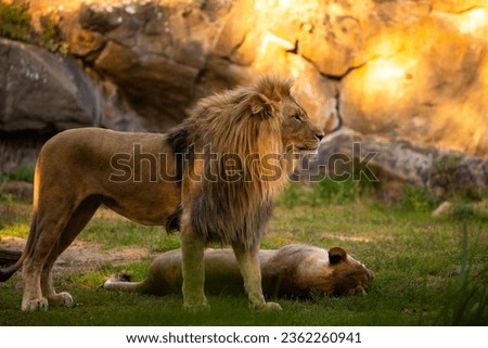 Pair adult Lions in zoological garden. lion and lioness in bright golden rays setting sun. Close-up. Love and tenderness king of beasts. Nature yellow background with wild animals Royalty-Free Stock Photo #2362260941