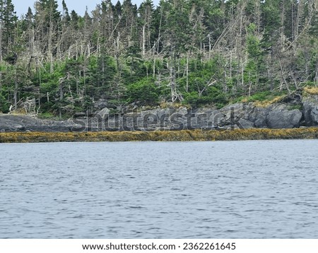 A rocky shoreline with trees in the background along an island in the Atlantic Ocean.