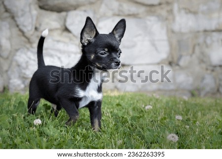 Funny puppy Chihuahua poses on a green lawn in the summer