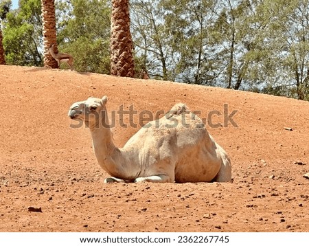 White camelus dromedarius resting in zoological zoo Rabat. Zoological garden of Rabat Morocco.