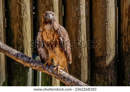 Close up picture of a hawk