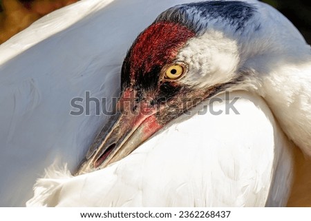 Picture of a whooping crane