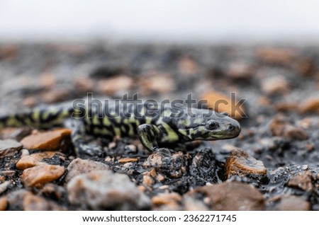 Western tiger salamander from Alberta 