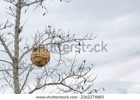 a wasp house hanging on a tree Royalty-Free Stock Photo #2362274883