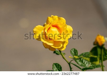 Picture of a yellow rose