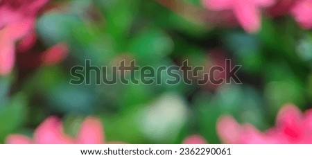 Blurred photo of red Ashoka flowers and leaves, suitable for abstract backgrounds and wallpapers.