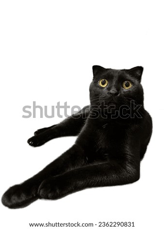 Black cat on white background in a cool pose
