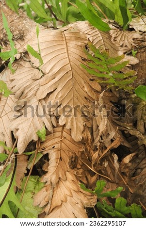 oakleaf fern or oakleaf basket fern