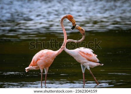 American Flamingo visited Pensylvania after the hurricane in Florida Royalty-Free Stock Photo #2362304159