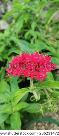 reddish flower in garden morning picture greenery 
