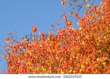 Autumn color leavesAutumn color leaves of 