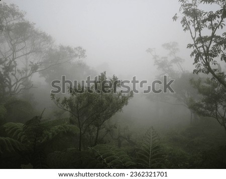 natural scenery with foggy conditions in the photo in the afternoon
